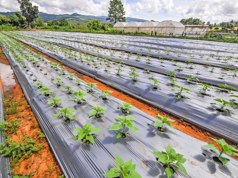 Agriculture & Horticulture